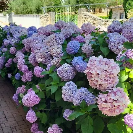 بيت ضيافة Stella فينكوران